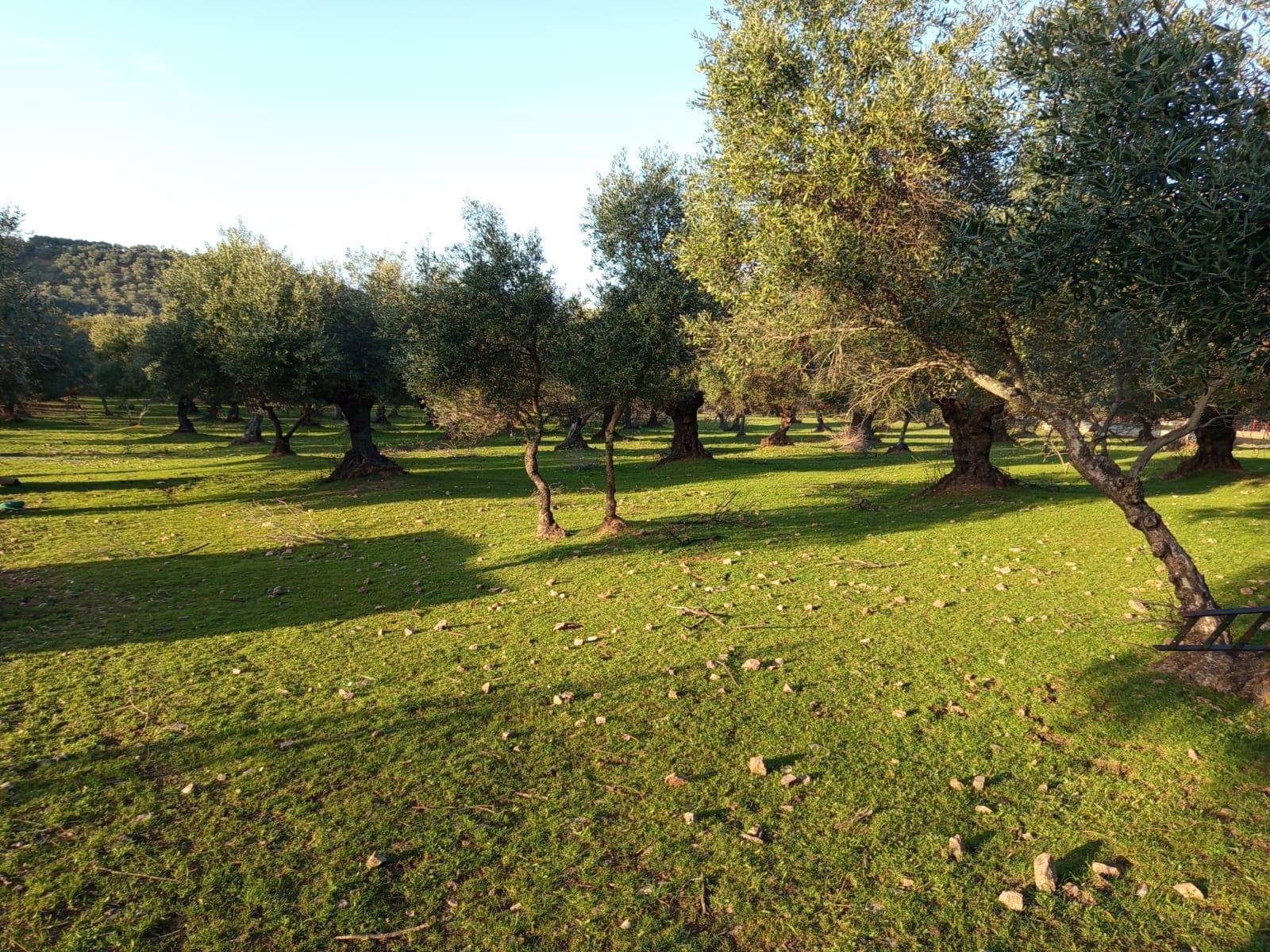 Imagen 7 Casa Rústica en venta en Almadén De La Plata / Finca de 5 hectáreas con casa rústica en pa...