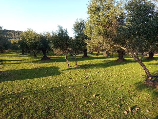 Imagen 7 Inmueble 304125 - Casa Rústica en venta en Almadén De La Plata / Finca de 5 hectáreas con casa rústica en pa...
