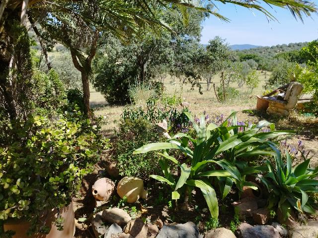 Imagen 19 Inmueble 304125 - Casa Rústica en venta en Almadén De La Plata / Finca de 5 hectáreas con casa rústica en pa...