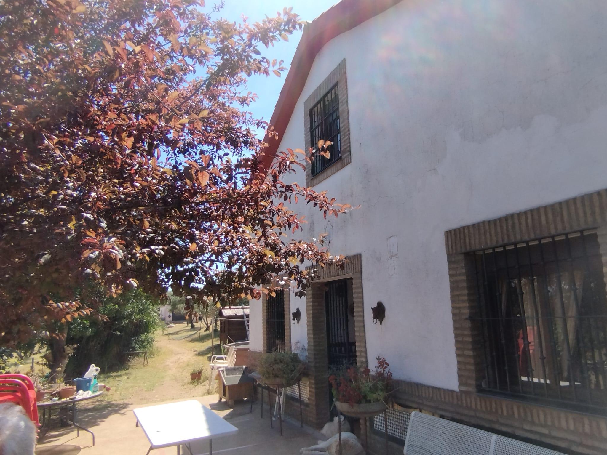 Imagen 2 Casa Rústica en venta en Almadén De La Plata / Finca de 5 hectáreas con casa rústica en pa...
