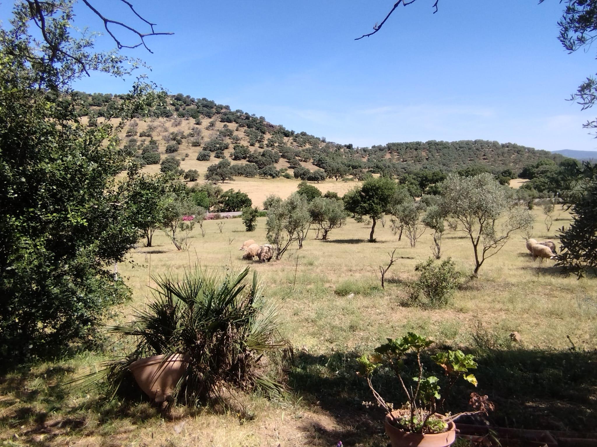 Imagen 20 Casa Rústica en venta en Almadén De La Plata / Finca de 5 hectáreas con casa rústica en pa...