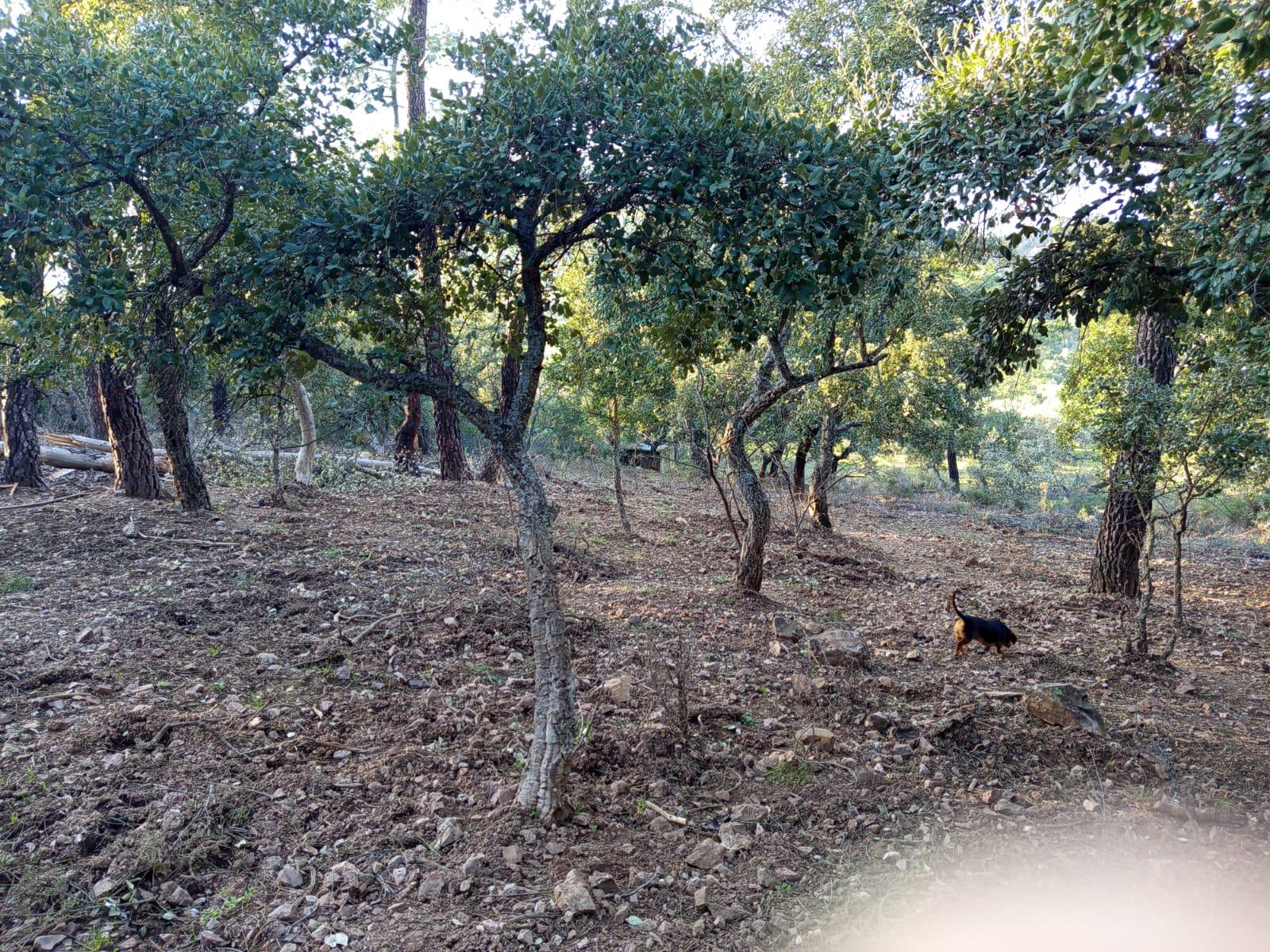 Imagen 21 Casa Rústica en venta en Almadén De La Plata / Finca de 5 hectáreas con casa rústica en pa...