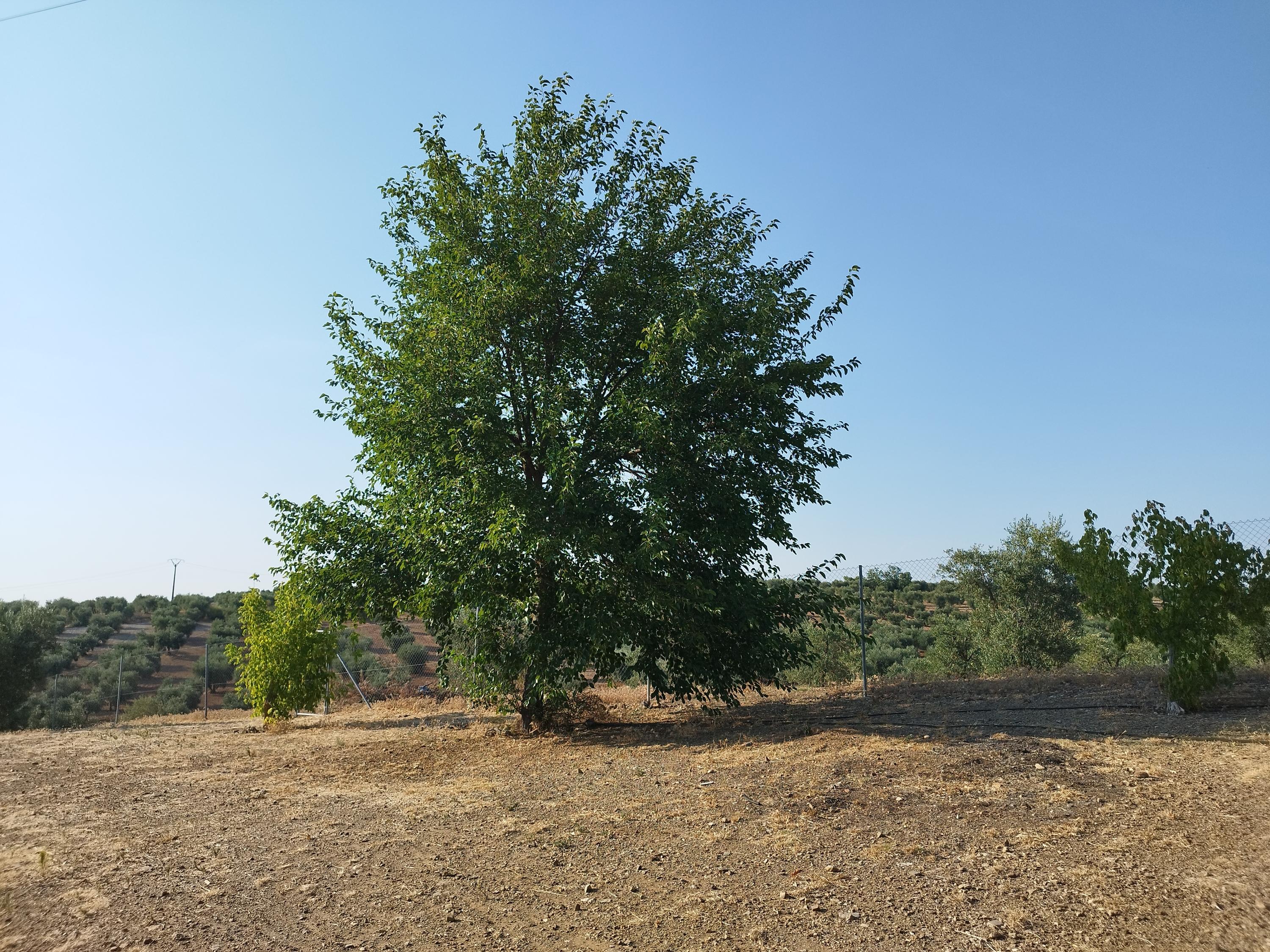 Imagen 11 Casa Rústica en venta en Berlanga / En la carretera de Maguilla en el Pozo de la Milla