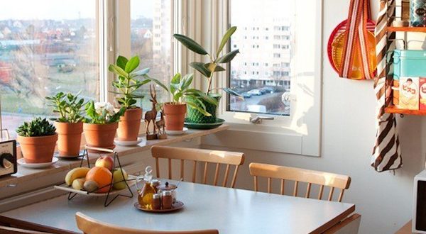 bright-small-kitchen-plants